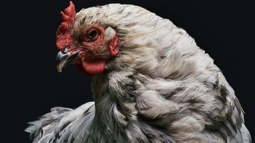 Arti Mimpi Dikejar Ayam