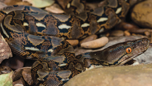 Arti Mimpi Dililit Ular