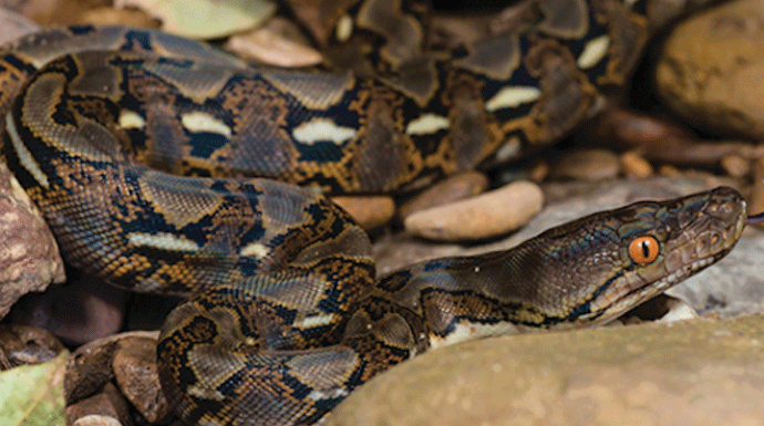 Arti Mimpi Dililit Ular