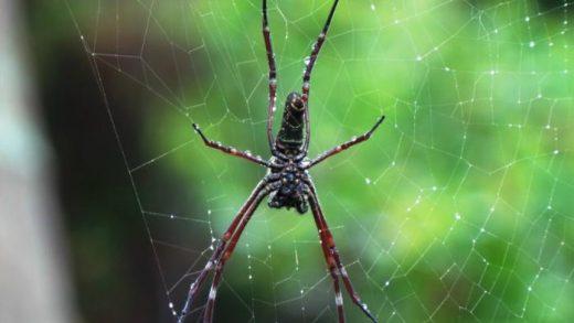 Arti Mimpi Laba Laba