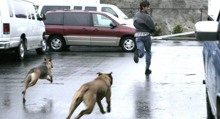 Mimpi Dikejar Anjing