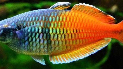 Arti Mimpi Ikan 2D 3D 4D