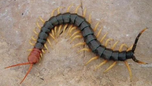 Mimpi Digigit Kelabang